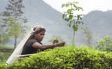 キリンホールディングスはスリランカの紅茶畑の自然関連リスクを分析している