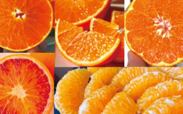 愛媛県中島の柑橘類詰め合わせ